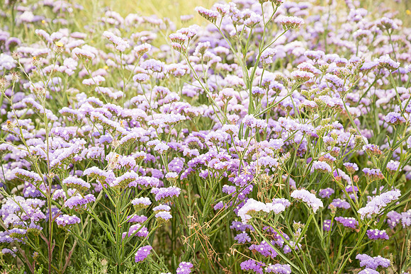 DSC_0286