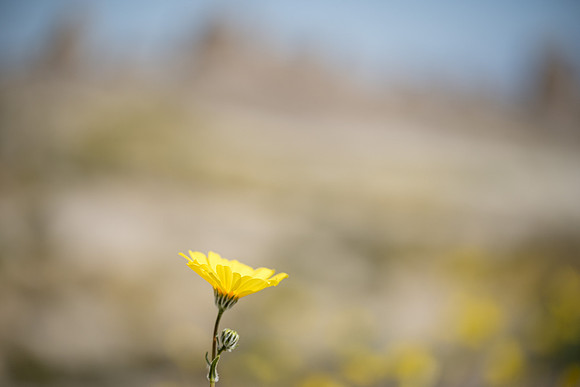 DSC_2617